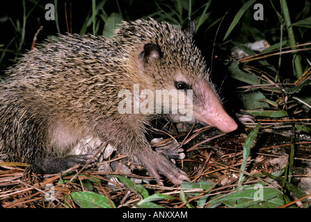 COMMON TENREC TENREC ECAUDATUS FORAGING FOR INSECTS EARTHWORMS MADAGASCAR Africa African Madagascan animal animals blooded bug b Stock Photo