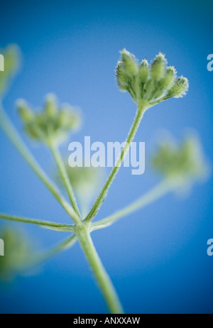 Close up macro detail of delicate buds from a British wild flower Stock Photo