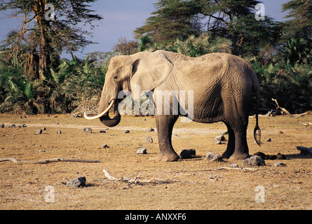 Seventy year old female elephant with characteristic curve tusk Amboseli National Park Kenya East Africa