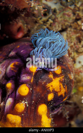 Indonesia, Papua (formerly Irian), Misool, Nudibranch on sea squirt (Phidiana sp.) Stock Photo