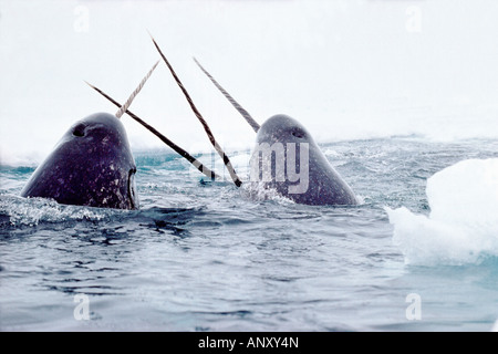 narwal ,Narval monodon monoceros Les chasseurs Inuits chassent le Narval essentiellement pour son trophée mais récupère aussi le Stock Photo