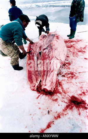 narwal ,Narval monodon monoceros Les chasseurs Inuits chassent le Narval essentiellement pour son trophe e mais re cupe re aussi Stock Photo