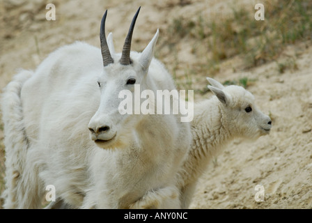 Mountain goat kid looking at its mom Stock Photo - Alamy
