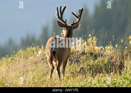 Mule Deer Buck standing facing away Stock Photo