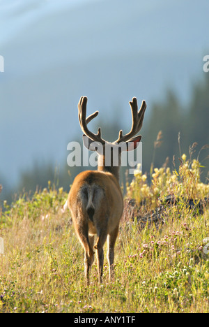 Mule Deer Buck standing facing away Stock Photo