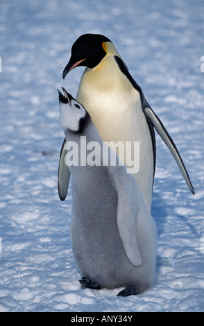 Antarctica, Weddell Sea, Halley Bay. Emperor penguin & chick (Aptenodytes forsteri). Stock Photo