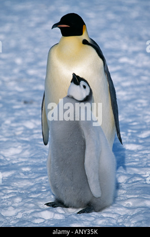 Antarctica, Weddell Sea, Halley Bay. Emperor penguin & chick (Aptenodytes forsteri). Stock Photo