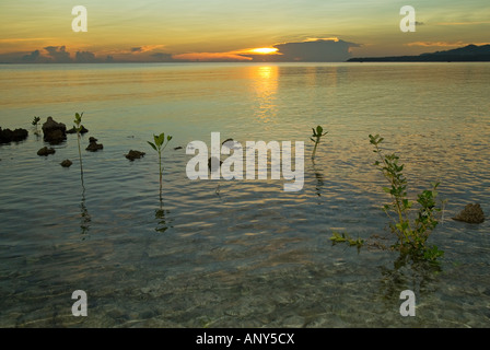 Philippines, Southern Leyte. Mangrove shoots growing out of shoreline coral. Stock Photo