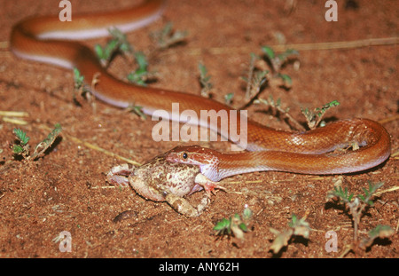 Brown House Snake Lamprophis fuliginosus eating Tremolo Sand Frog Tomopterna cryptotis in Western Kalahari, Namibia Stock Photo