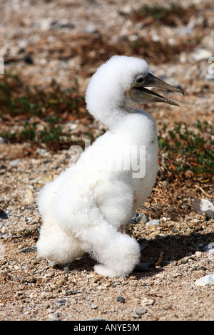 white booby Sula leucogaster is a large seabird of the gannet family of the Abrolhos island bahia state brazil Stock Photo