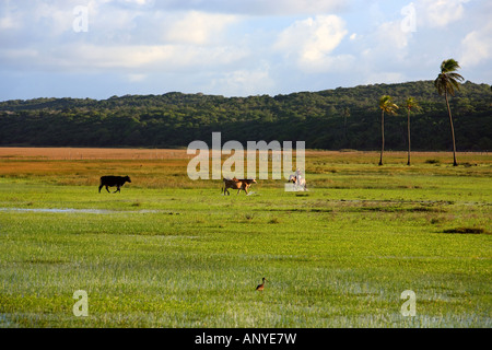cows grazing rice plantation field in bahia state brazil Stock Photo ...