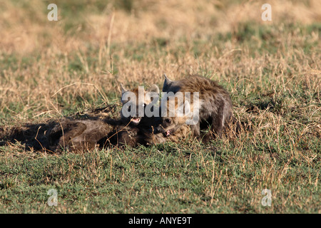Play fighting Hyena Cubs Stock Photo
