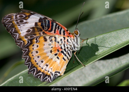 A lacewing butterfly at the Butterfly Farm on St. Martin. Stock Photo