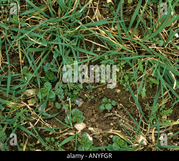 Mixed arable annual broad leaved weeds in a young wheat crop Stock Photo
