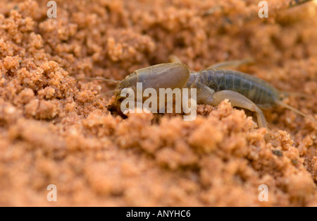 Mole cricket (Gryllotalpa gryllotalpa) excavating burrows in sand, Doñana NP, Spain Stock Photo