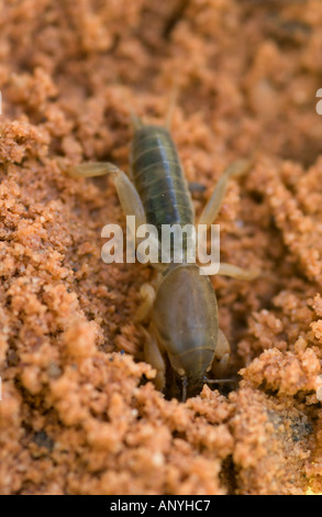 Mole cricket (Gryllotalpa gryllotalpa) excavating burrows in sand, Doñana NP, Spain Stock Photo