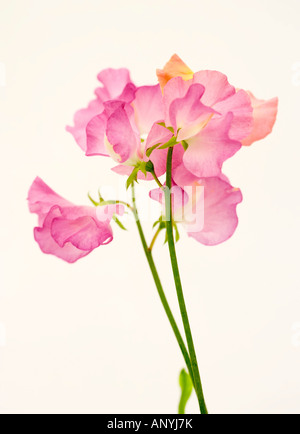 Sweet pea / Lathyrus Odoratus Stock Photo