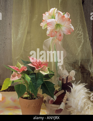 Belladonna (porn star Stock Photo - Alamy