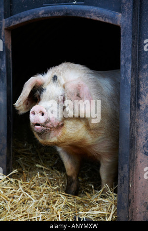Pig in its pen Stock Photo