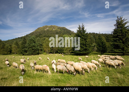 An extensive sheep breeding (Ovis aries) at the Puy de Dôme volcano foot. Elevage extensif d'ovins au pied du volcan Puy-de Dôme Stock Photo