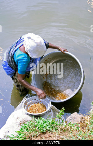 Indian woman working in a paddy field Andhra Pradesh South India Stock ...
