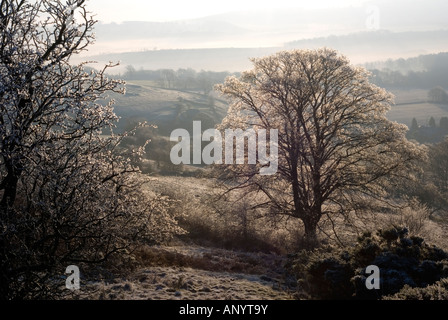 frosted trees at longstone edge derbyshire by dawn light showing recession in the misty valley below Stock Photo