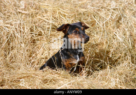 Black and tan Jack Russell puppy playing in a bed of hay England United Kingdom Stock Photo