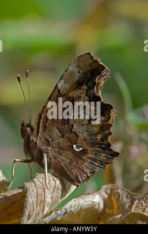 Comma Uk Insect Comma butterfly (Polygonia c-album) adult insect feeding on Bramble ...