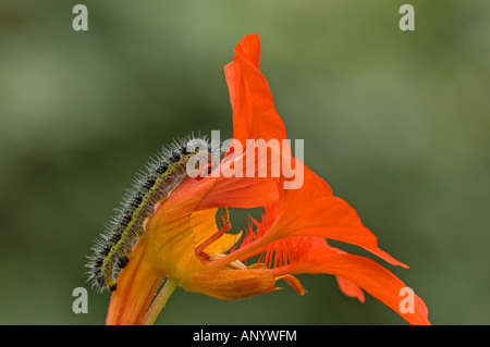 Large White (Pieris brassicae), caterpillar on Nasturtium flower Stock Photo