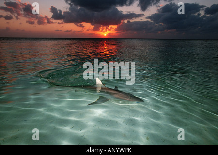 Blacktip shark Carcharhinus limbatus