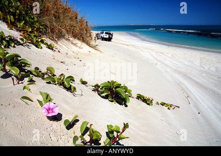 Beach columbine flower Ipomoea sp and 4WD vehicle on beach in Ningaloo Reef Marine Park Western Australia Stock Photo