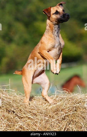 Jack russell x patterdale best sale for sale