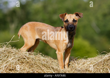 Patterdale jack russell hot sale puppies for sale