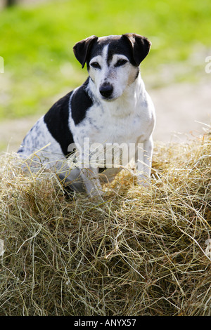 Jack Russell terrier sits on a pile of hay England United Kingdom Stock Photo