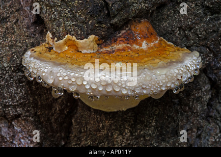 Red Banded Polypore / Fomitopsis pinicola Stock Photo