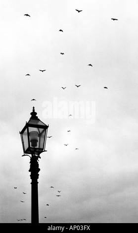 Colony of bats flying, Sydney, New South Wales, Australiabats Stock Photo