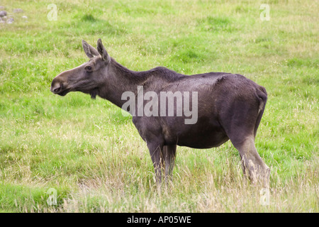 Young Bull Moose Stock Photo