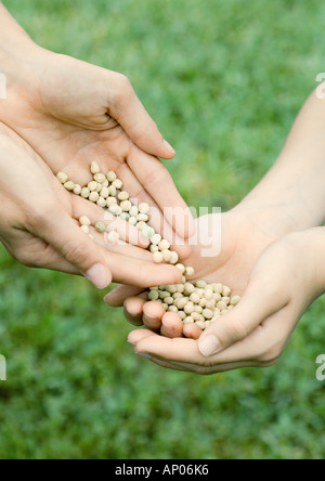 Hands holding seeds Stock Photo