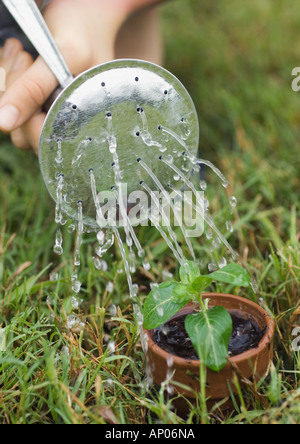 Potted seedling being watered Stock Photo