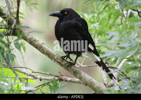 Pied currawong, strepera graculina, single adult on a branch Stock Photo