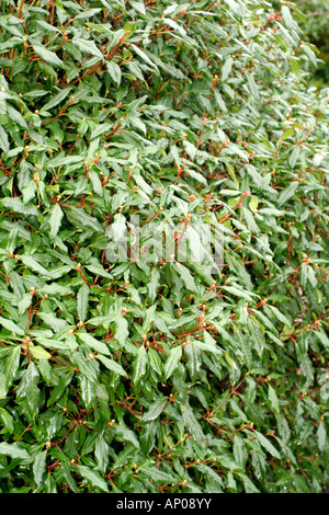 VIBURNUM X GLOBOSUM JERMYNS GLOBE Stock Photo