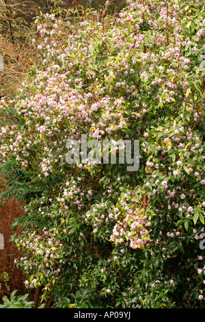 DAPHNE BHOLUA JACQUELINE POSTILL AGM Stock Photo