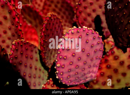 Vibrant pink cactus blooming in the desert landscape of New Mexico, USA. Stock Photo