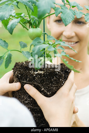 A woman holds a young tomato plant in her hand and is about to plant it ...