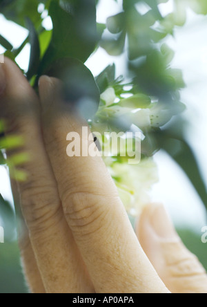 Hand touching flowers on plant, extreme close-up Stock Photo