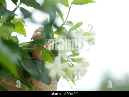 Hand touching jasmine plant Stock Photo