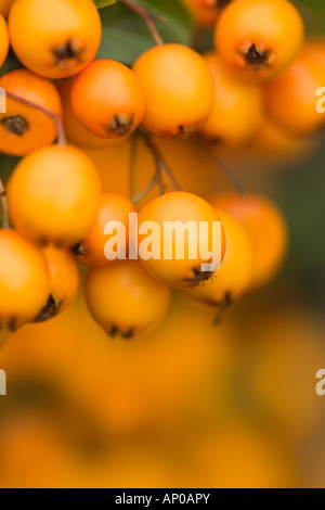 Orange berries 'Pyracantha Saphyr Orange syn Cadange' in close up detail Stock Photo