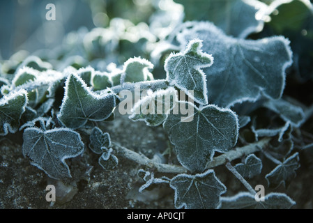 A covering of frosted ivy leaves on a dry stone wall on a winters morning Stock Photo