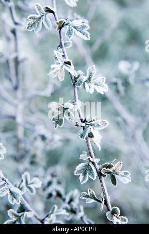 Frosted foliage on a cold winter morning Stock Photo