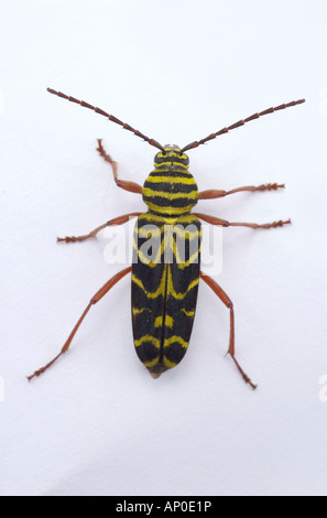 Locust borer beetle on white background in the studio Megacyllene robiniae Stock Photo